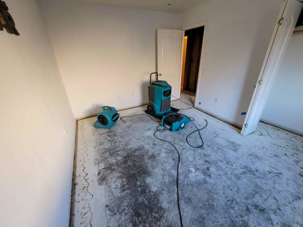 Best Mold removal after water damage  in Celina, OH