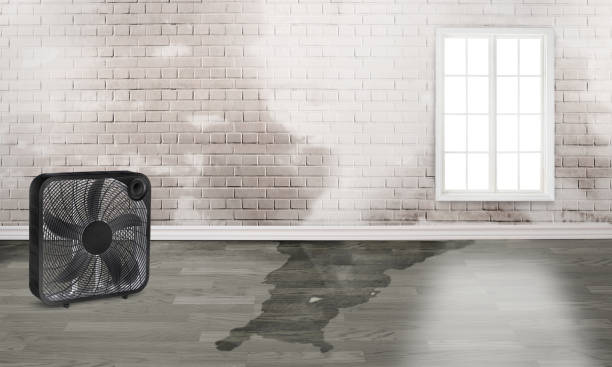 Best Flood damage cleanup  in Celina, OH